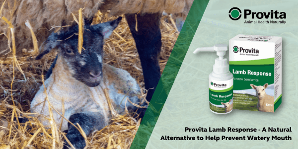 Hot Topic: Provita Lamb Response a Natural Alternative to Help Prevent Watery Mouth